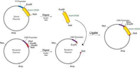 Restriction Enzyme Digestion .